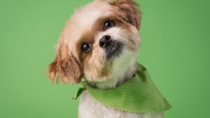 8 Quirky Things Your Dog Does That Show Affection (and 8 That Are Just Them Being Themselves)