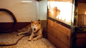Why Dogs Should Never Be Leashed At Home