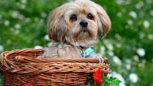 10 Grouchy Small Dog Breeds (And 10 With The Sweetest Nature)
