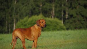 12 Dog Breeds That Will Protect You With Their Lives