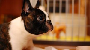 10 Dog Breeds That Thrive in Small Spaces (and 10 That Need Room to Roam)
