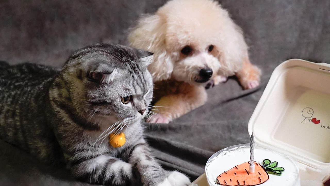 12 Dog Breeds That Are Happiest With Another Pet Around