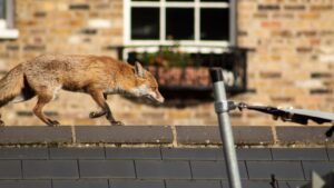 What Should You Do If You See a Fox in Your Yard