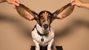 8 Hidden Senses Dogs Use Every Day That Humans Don't Have