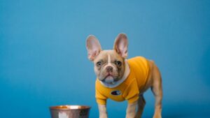 10 Mistakes People Make When Feeding Dogs