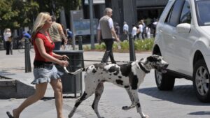 How to Stop Your Dog From Leash Pulling