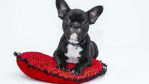 10 Surprising Foods You Should NEVER Feed Your Dog