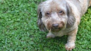 It's Time to Stop Apologizing for Your 'Naughty' Dog