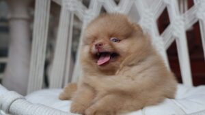 10 Mistakes First Time Owners Make With a Puppy