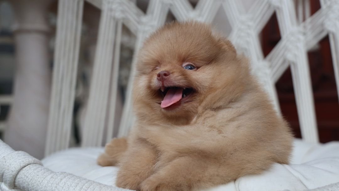 10 Mistakes First Time Owners Make With a Puppy