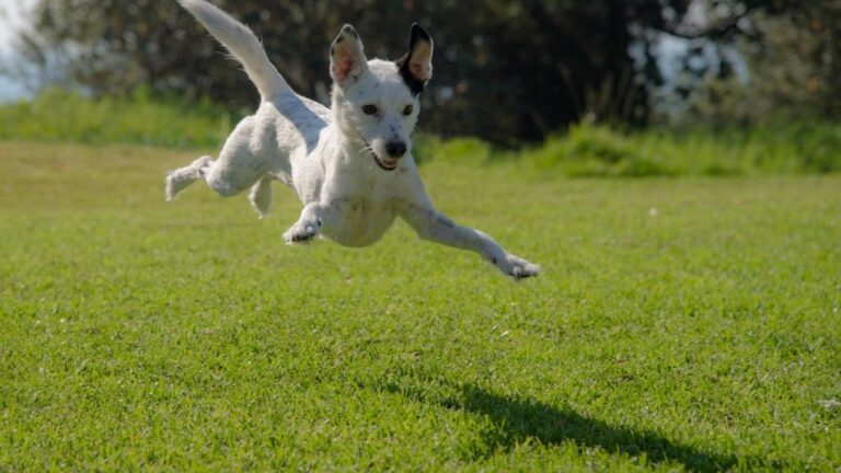 8 Secret Signs Your Dog Loves You More Than You Think