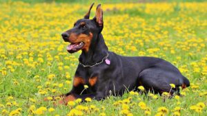 10 Deadly Dog Breeds That Aren't as Dangerous As You Think