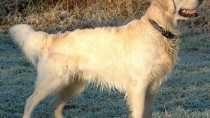 Why Seniors Love The Goofiness of a Golden Retriever