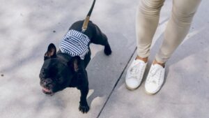 Why The Frenchie Makes An Excellent Dog For Seniors