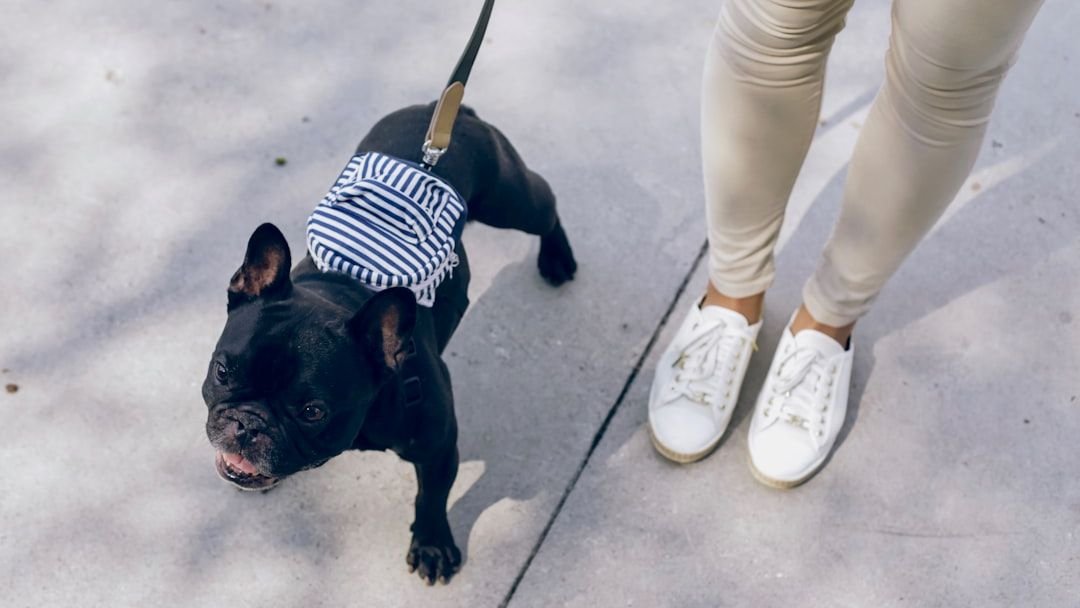 Why The Frenchie Makes An Excellent Dog For Seniors