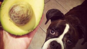 7 Delicious and Safe Human Foods Your Dog Can Eat (and 7 to Avoid Completely)
