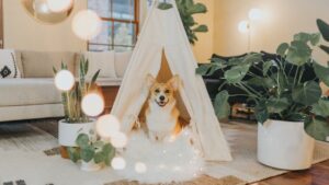 7 Subtle Signs Your Dog Is Uncomfortable (and 7 Ways to Make Them Feel Safe)