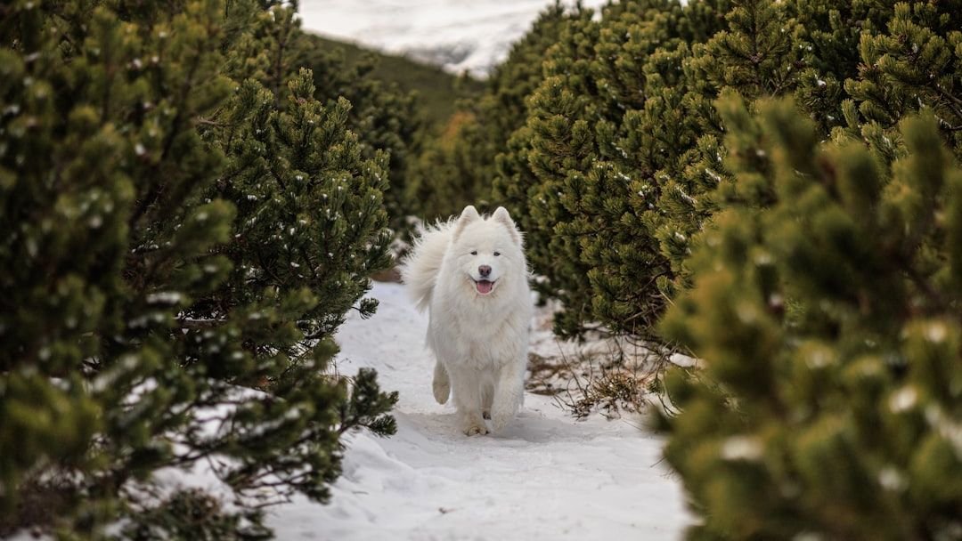 10 Dog Breeds That Love Winter Snow (and 10 That Prefer a Warm Fireplace)