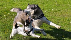 13 Dog Breeds That Are Happiest With Another Dog At Home