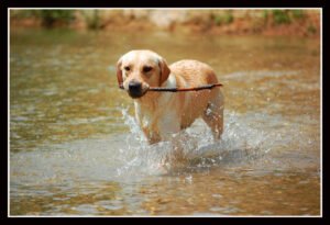 5 US States With the Most Labrador Retrievers