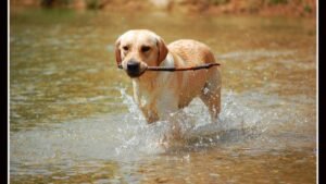 5 US States With the Most Labrador Retrievers