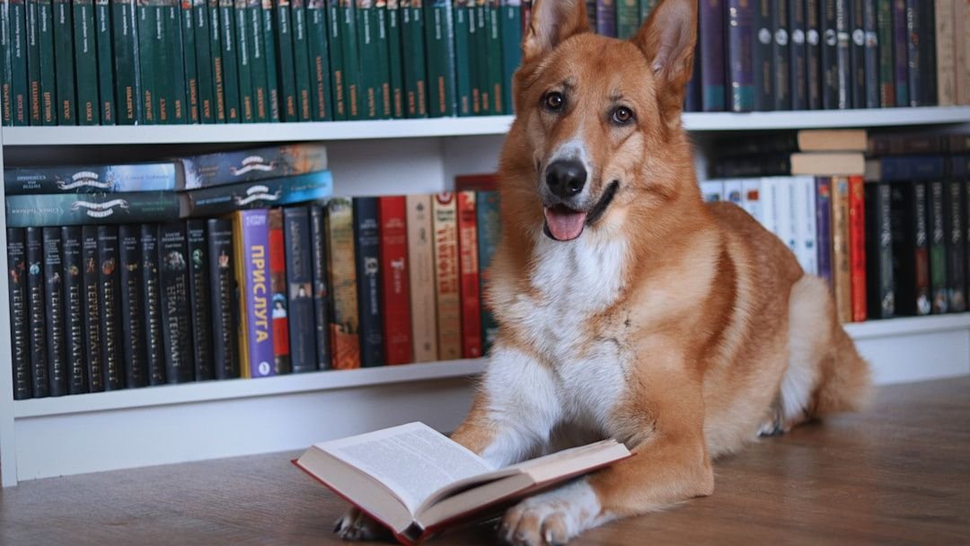 8 Surprising Things Your Dog Does That Prove Their Intelligence
