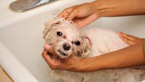 How to Make Your Dog's Bath Time a Breeze