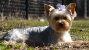 8 Small Dog Breeds That Can Be Highly Aggressive