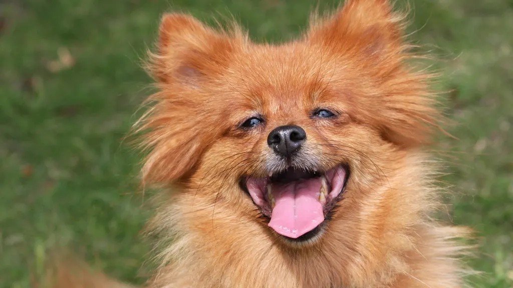 12 Dog Breeds That Bark Excessively (No Matter How Much You Train Them)
