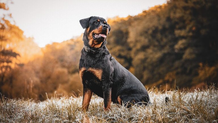 14 Dog Breeds Most Likely To Save You During An Emergency