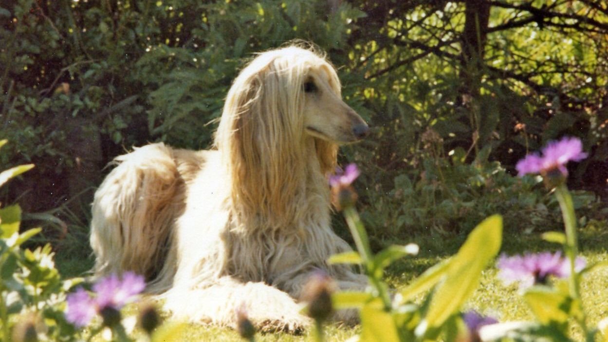 12 Dog Breeds That Are Surprisingly Independent (and Thrive Alone)