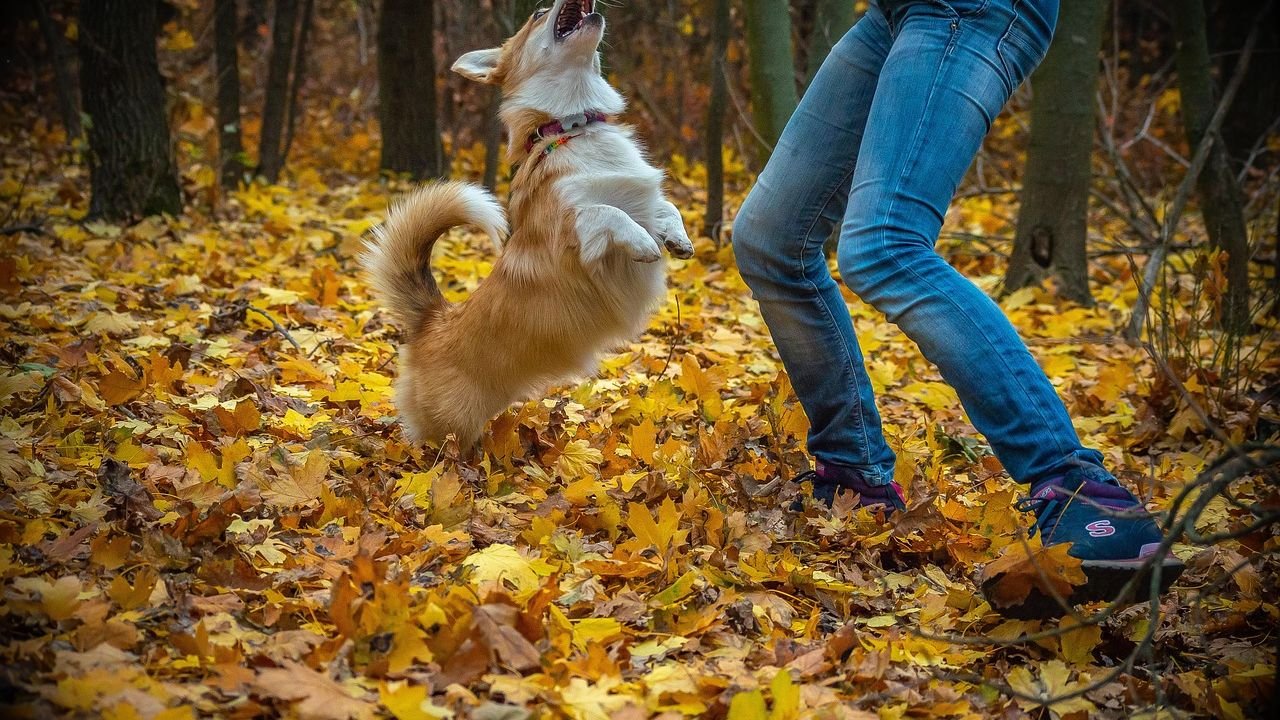 12 Dog Breeds That Feel Happiest Living With Another Dog