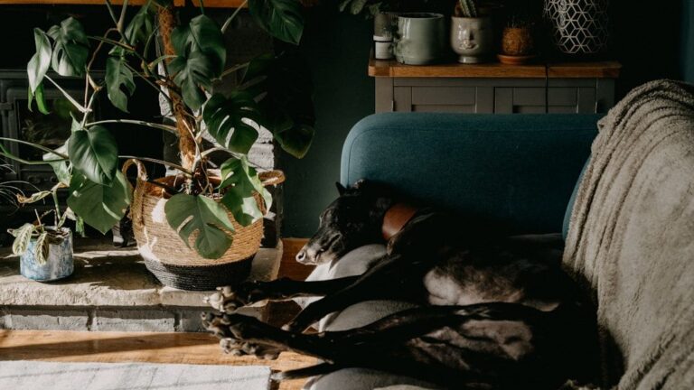 10 Dog Breeds That Are Born to Be Couch Potatoes (Perfect for Relaxed Homes)