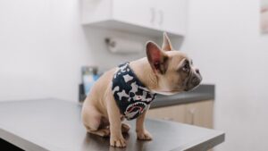 10 Common Health Issues That Afflict French Bulldogs Early in Life