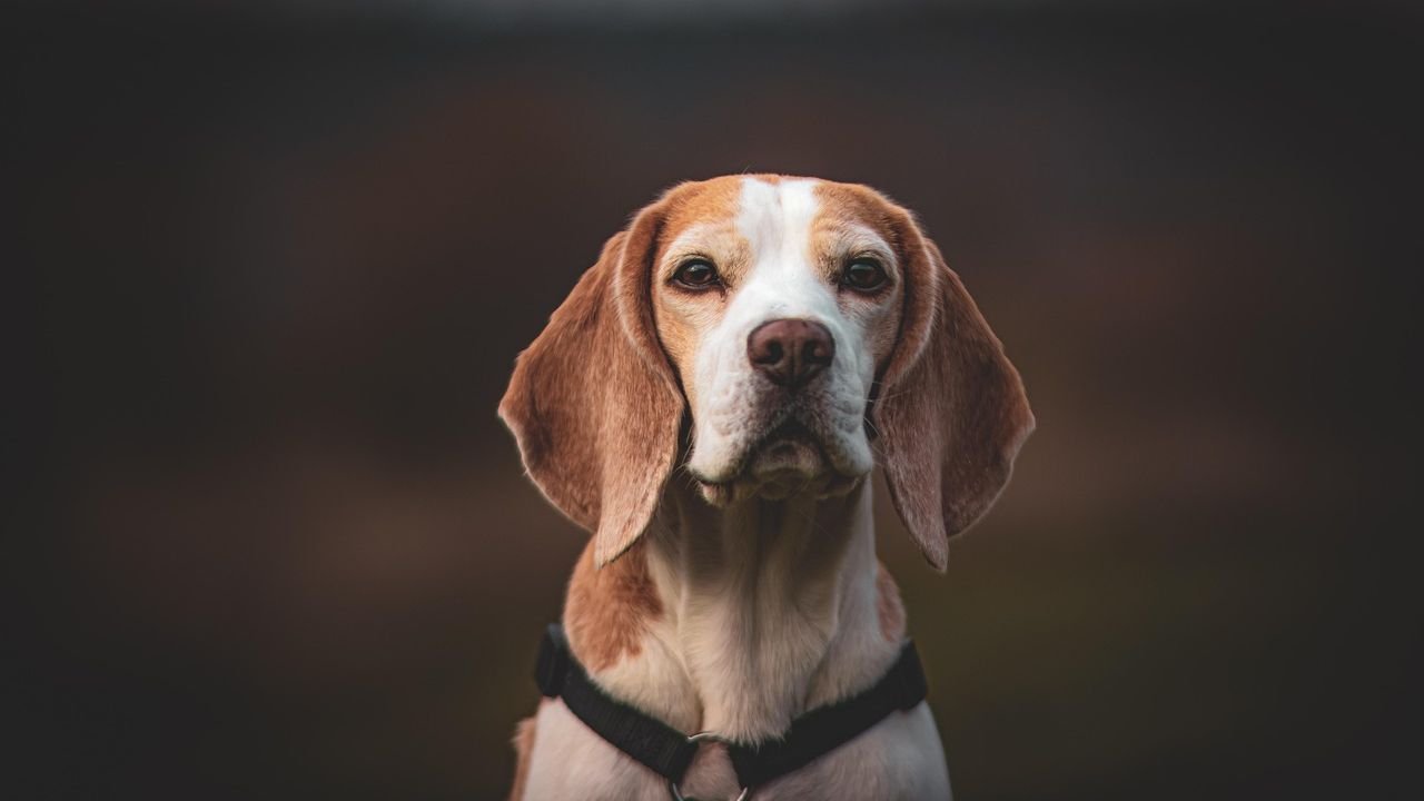 6 Ways Beagles Get Themselves Into Trouble (and How to Stay One Step Ahead)