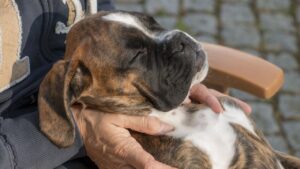 10 Boxer Behaviors That Can Be Frustrating but Totally Lovable