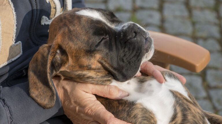 10 Boxer Behaviors That Can Be Frustrating but Totally Lovable