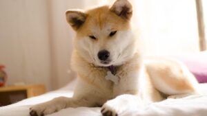 10 Loyal Dog Breeds That Make The Best Family Buddy