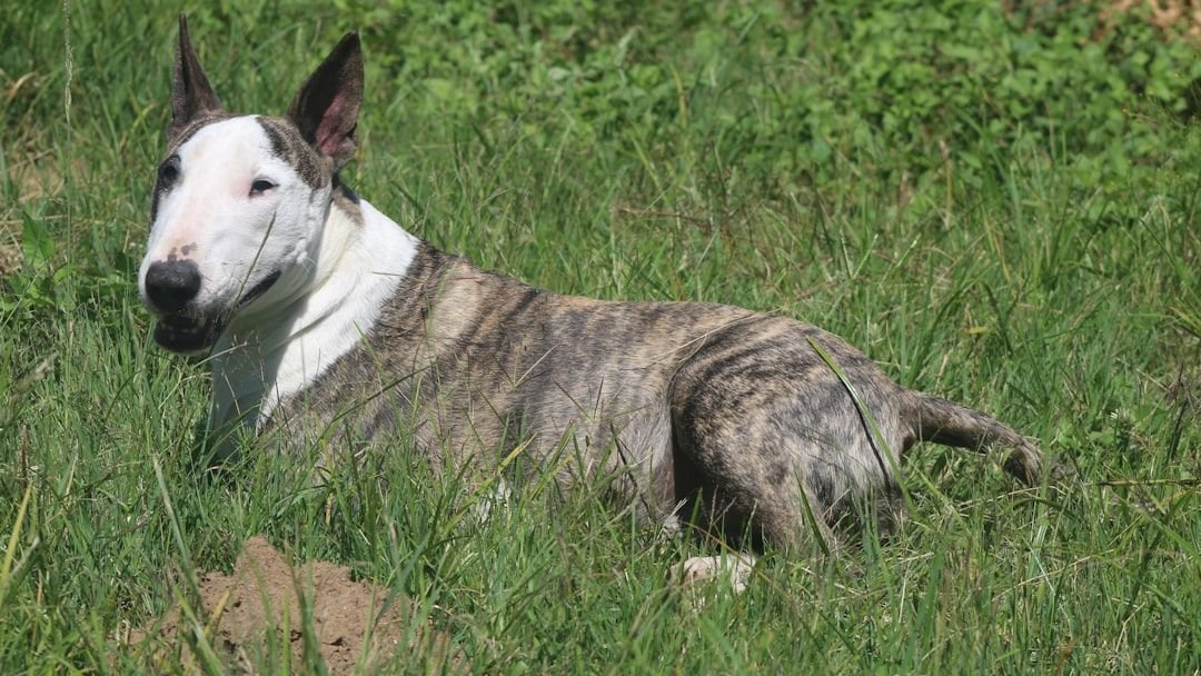 13 Dog Breeds Prone to Sudden Aggressive Outbursts