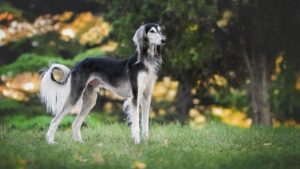 5 Mistakes That Make Your Dog Grumpy