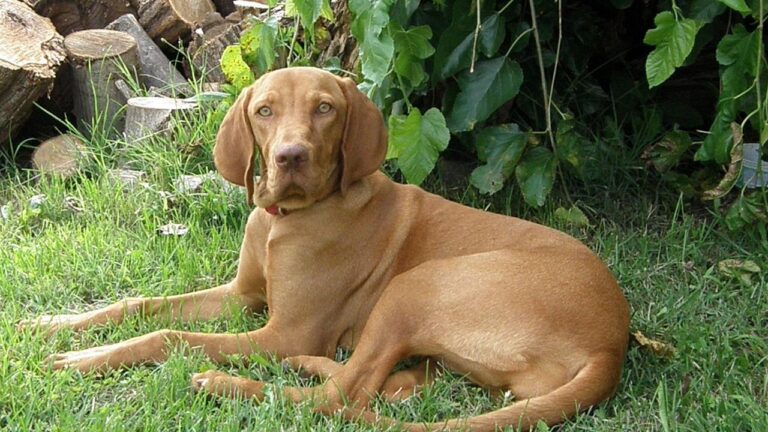 10 Dog Breeds That Get Emotionally Attached to Other Pets, Not Just People