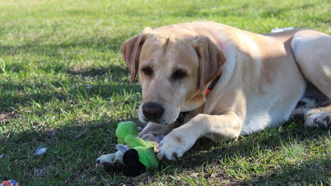 10 Dog Breeds That Form Intense Bonds With Just One Toy Or Object