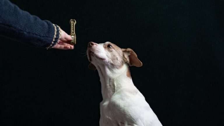 8 Ways to Build Confidence in a Fearful Dog