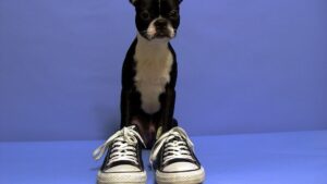 7 Common Mistakes of Dog Training That Could Be Hurting Your Bond
