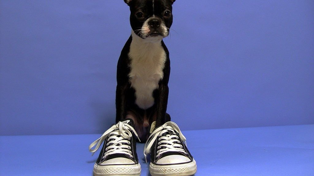 7 Common Mistakes of Dog Training That Could Be Hurting Your Bond