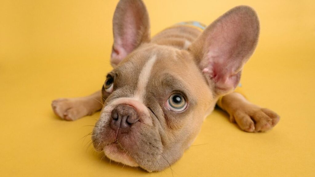 8 Habits That Damage a Dog's Emotional Stability