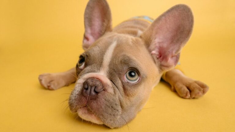 8 Habits That Damage a Dog's Emotional Stability