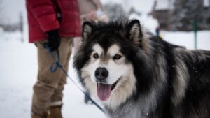 Why Alaskan Dogs Are the World's Hardiest Companions