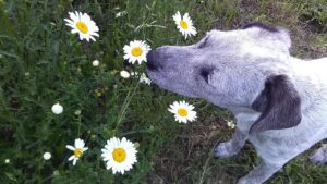 The Emotional Memory of Rescue Dogs - What They Never Forget