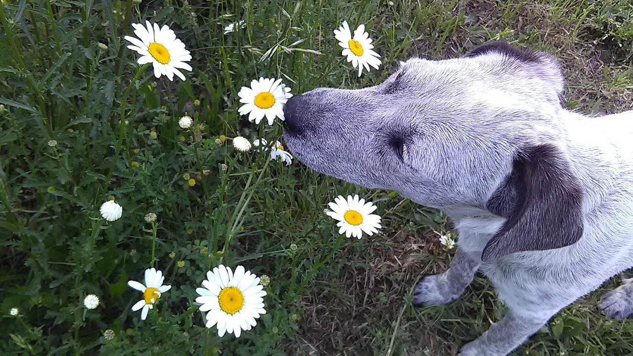 The Emotional Memory of Rescue Dogs – What They Never Forget
